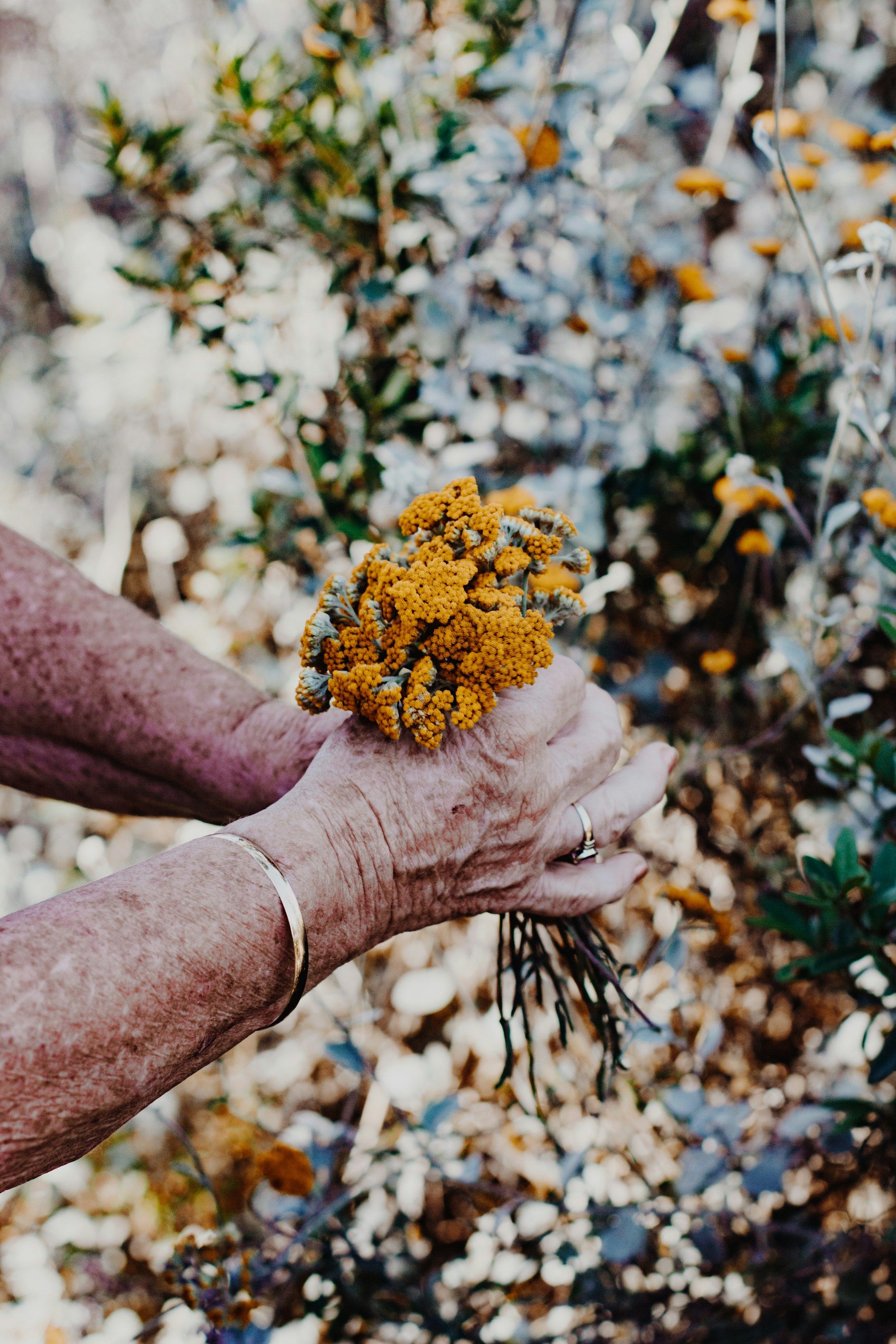 Older hands holding a small bunch of yellow wildflowers
